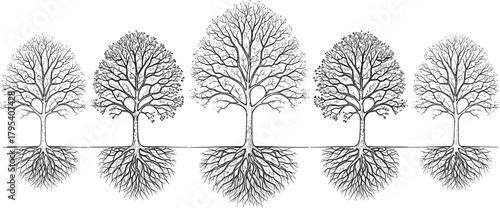 Intricate tree illustration, symmetrical root branch artwork, detailed nature drawing, growth connection motif, family tree concept, organic design element, black white graphic
