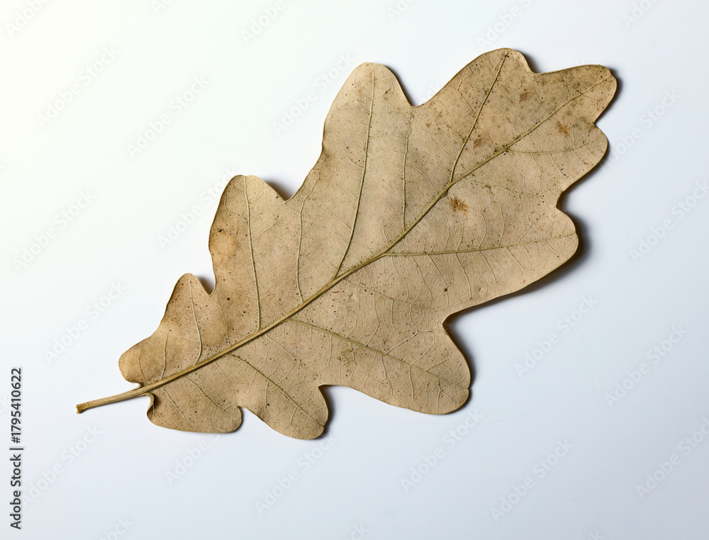 Fototapeta premium Dry oak leaf on light background