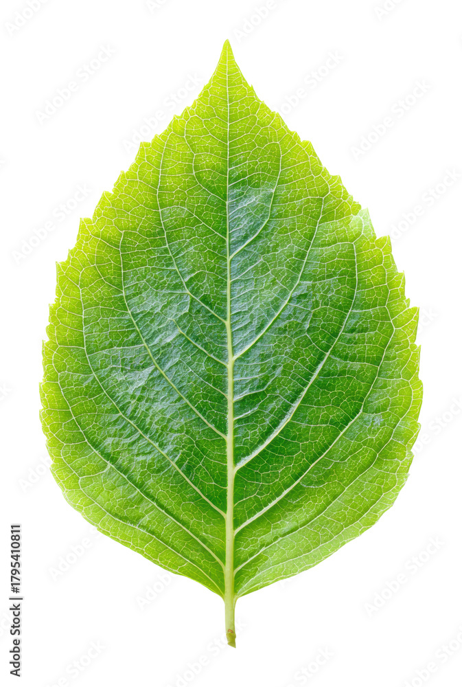 Obraz premium Vibrant green leaf on nature isolated on transparent background
