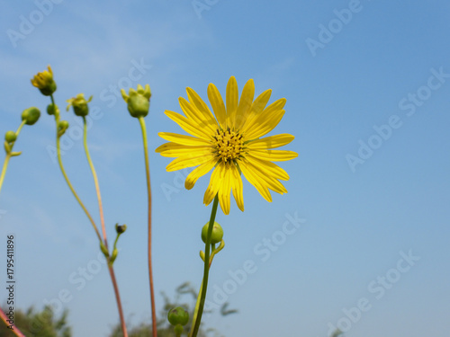 Silphium terebinthinaceum — Prairie Dock in a Sunny Midwestern Native Prairie Habitat