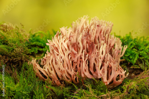 Steife Koralle - Ramaria stricta