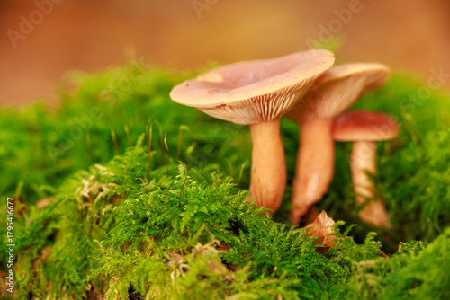 Flatter-Milchling (Lactarius tabidus)