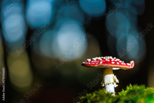 Fliegenpilz (Amanita muscaria)