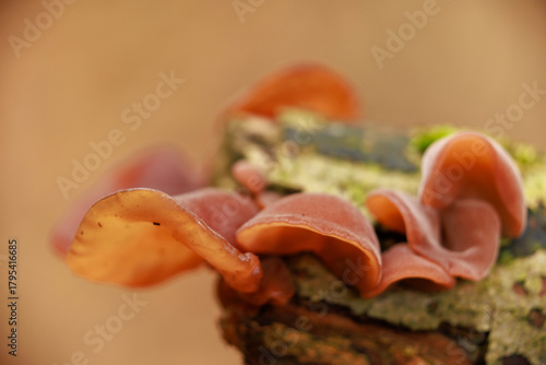 Judasohr - Auricularia auricula-judae