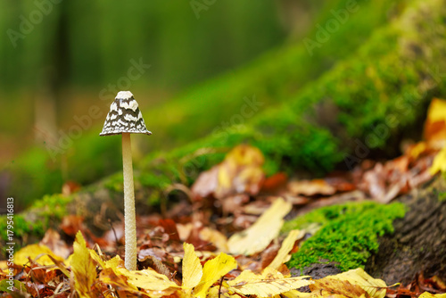 Specht-Tintling - Coprinopsis picacea