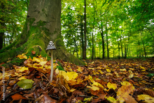 Specht-Tintling - Coprinopsis picacea