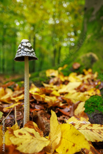 Specht-Tintling (Coprinopsis picace)