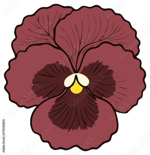Elegant maroon pansy flower illustration, vector design, isolated on white background.