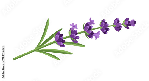 Delicate sprig of lavender featuring its vibrant purple flowers and verdant leaves