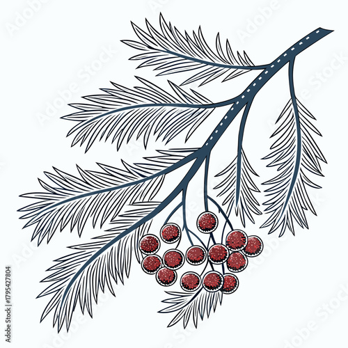 Stylized illustration of a dark blue branch with delicate pine needles and a cluster of red berries