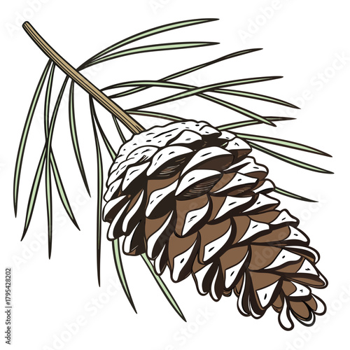 Detailed illustration of a brown pine cone with white tips hanging from a pine branch with green needles