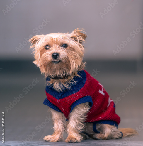 Cão vestido com casaco vermelho e azul