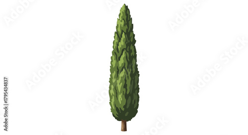 Illustration of a Vibrant Italian Cypress Tree on a White Background