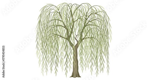 Illustration of a weeping willow tree with cascading branches and foliage
