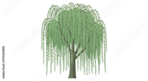 Illustration of a Weeping Willow Tree with Delicate Green Foliage