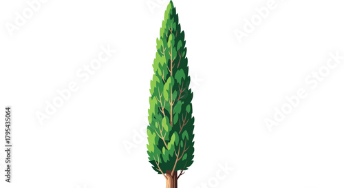 Isolated stylized illustration of a Italian Cypress tree in full green