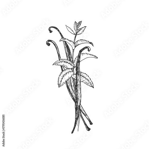Vanilla beans and mint. Vector black and white illustration, hand-drawn in ink