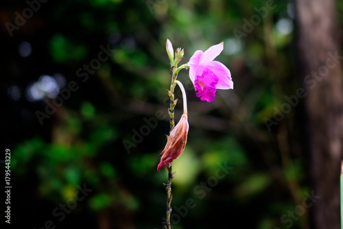 flor