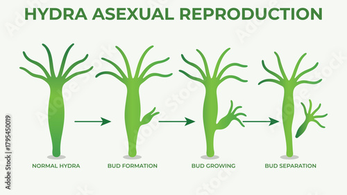 Hydra Asexual Reproduction Budding Process Educational Vector