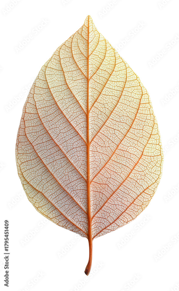 Obraz premium Leaf structure and texture nature isolated on transparent background