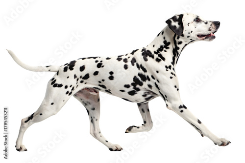 Dalmatian dog with black spots running gracefully across a transparent background