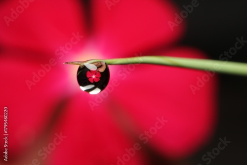 The sent image is a macro photograph of clear water droplets on an orange or salmon-colored flower petal. The dark background and lighting highlight the beauty and fine details of the water droplets