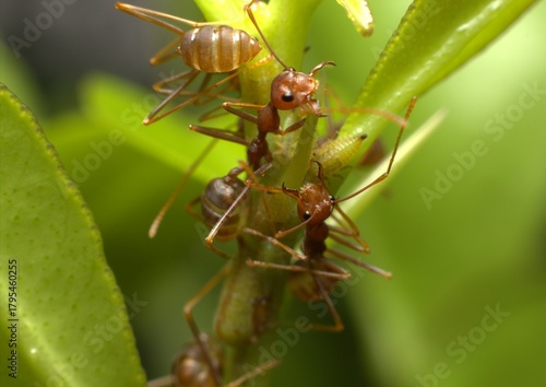 These ants are famous for their unique method of building nests using the leaves of living trees.
