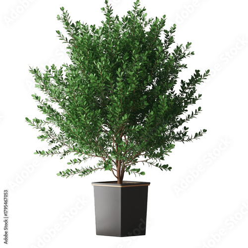A Realistic 3D Render of a Lush Green Potted Plant with Detailed Leaves and a Square Planter on a Transparent Background