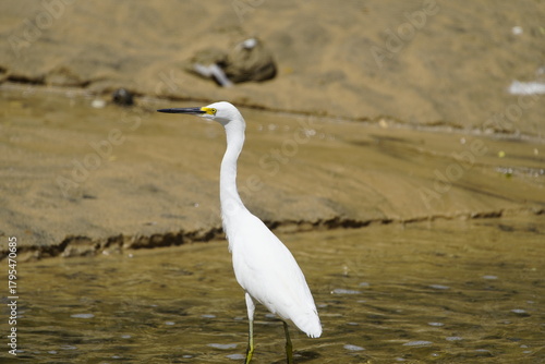 Tableau sur toile The cattle egret (Bubulcus ibis) is a cosmopolitan species of heron (family Ardeidae) found in the tropics, subtropics, and warm-temperate zones
