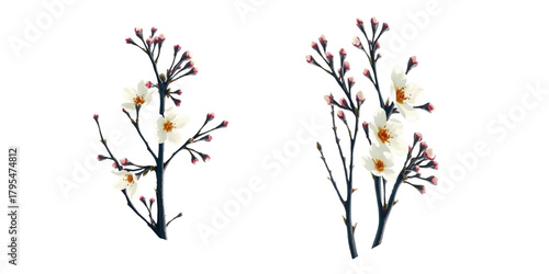 Cherry branch with blooming flowers, delicate petals and buds, in watercolor style, isolated on white background, elegant botanical design.
