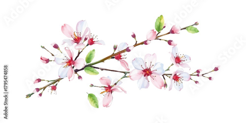 Cherry branch with blooming flowers, delicate petals and buds, in watercolor style, isolated on white background, elegant botanical design.