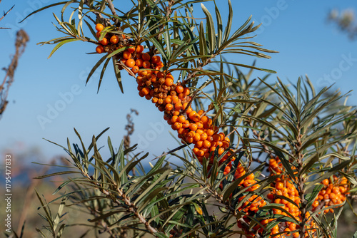 Close-up of Ripe Sea Buckthorn Berries on Branch