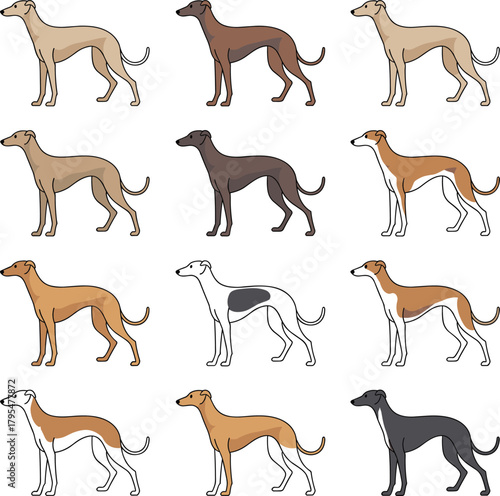 Diverse collection of elegant greyhound dogs showcasing various coat colors and patterns, perfect for canine enthusiasts and design projects.