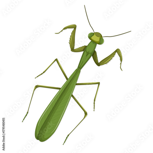 Green praying mantis illustration on black background