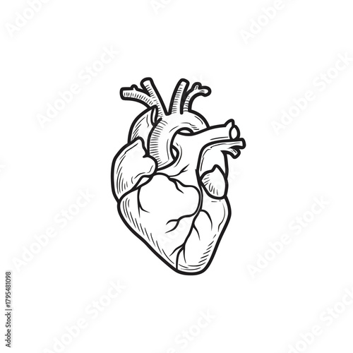 Detailed anatomical human heart sketch illustration. Hand drawn circulatory organ vector outline for medical, science, health concepts.