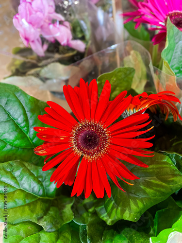 red gerbera flower