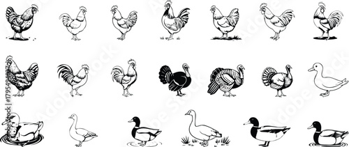 Collection of farm birds including chickens, roosters, turkeys, and ducks on transparent background