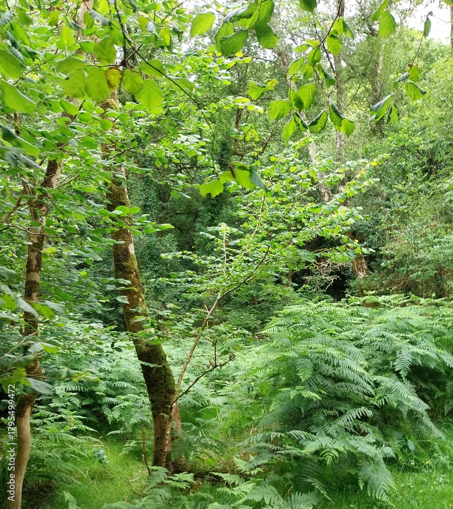 Naklejka premium The truly green forest 