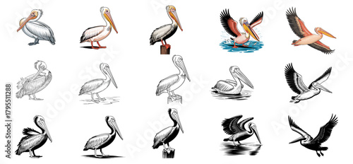 pelican bird illustration set with various poses like flying and perched, vector collection 