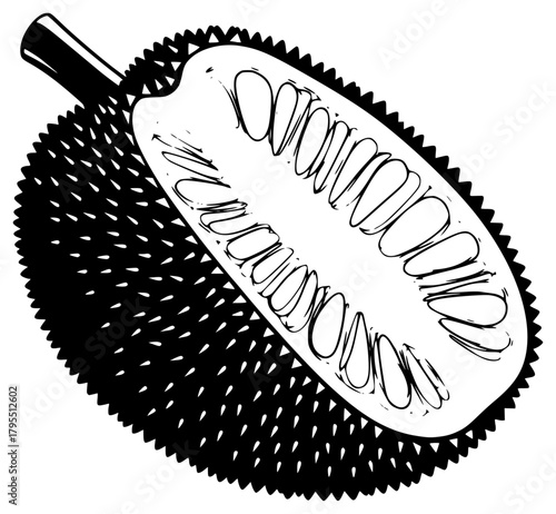 A black and white illustration of a durian fruit, black, brush, comb, draw, durian, fruit, hairbrush, illustration, peel, white, against transparent background