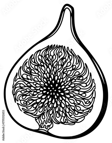 A black and white line drawing of a fig with a floral design, black, design, draw, drawing, fig, illustration, mandala, pattern, slice, white, against transparent background