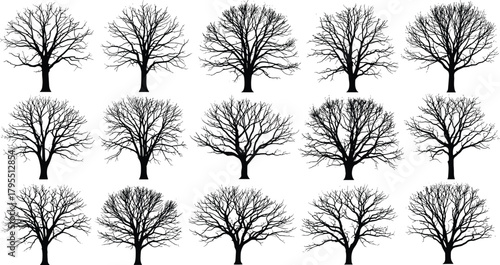 Leafless tree silhouettes collection, black illustration, winter branches, botanical reference, nature structure, dendrology study, artistic design, tree form diversity