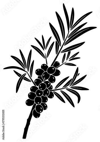 A branch with leaves and berries, black and white, berry, black, branch, icon, illustration, olive, olive tree, profile, stem, twig, against transparent background