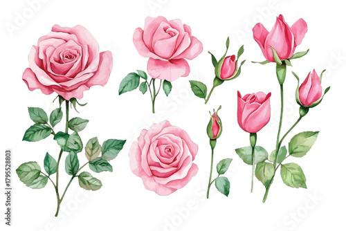Pink watercolor roses illustration set, blooming floral collection. isolated on transparent background, Vector, illustration