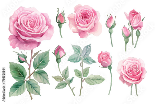 Watercolor pink roses and buds collection with leaves on white isolated on transparent background, Vector, illustration