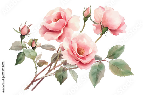 Delicate pink watercolor roses bouquet, full blossoms and buds isolated on transparent background, Vector, illustration