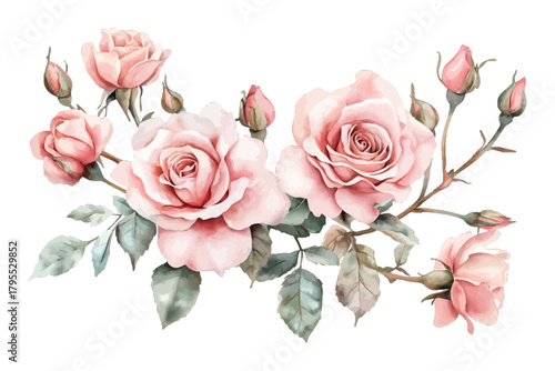 Delicate pink watercolor rose arrangement with buds and leaves isolated on transparent background, Vector, illustration