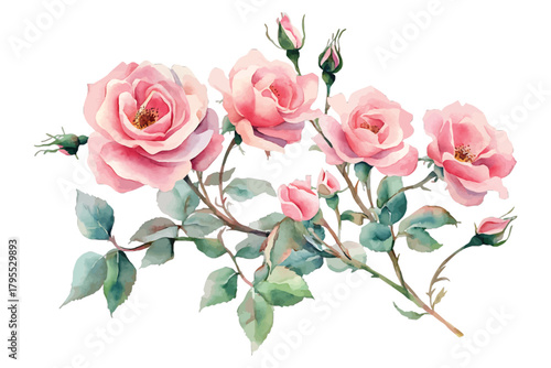 Watercolor pink roses and buds botanical illustration on white isolated on transparent background, Vector, illustration