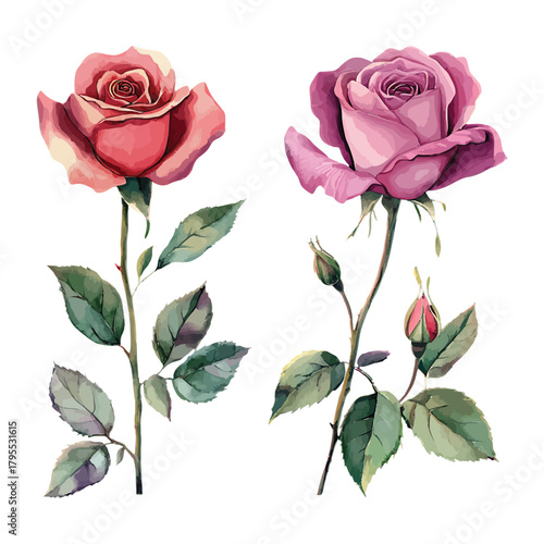 Elegant watercolor roses in pink and purple with stems and leaves isolated on transparent background, Vector, illustration