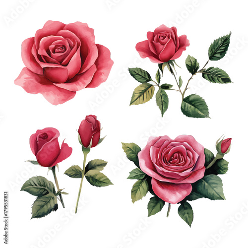 Watercolor pink roses botanical illustration elements collection. isolated on transparent background, Vector, illustration